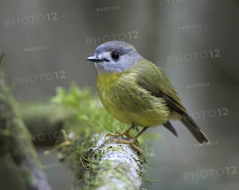 Pale-yellow Robin (Tregellasia capito), Queensland, Australia
