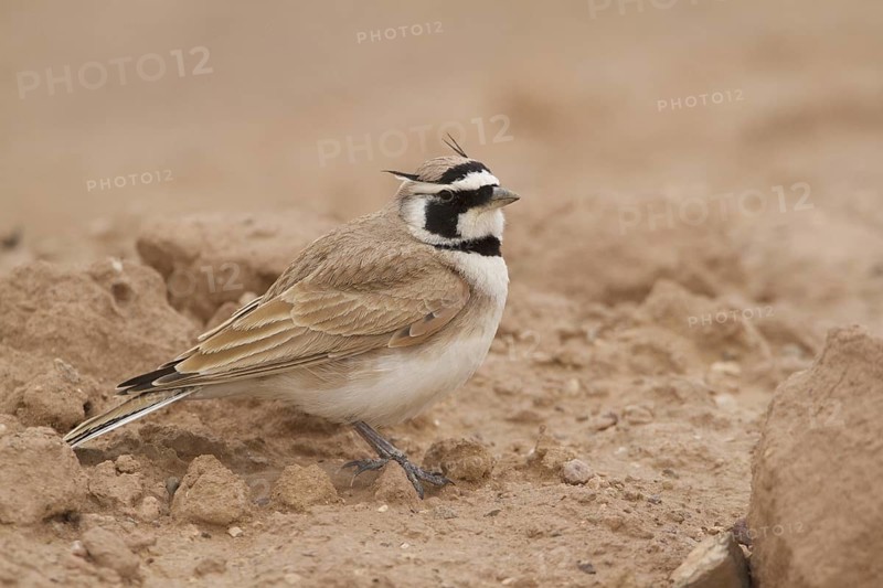 Temminck's Lark (Eremophila bilopha), Morocco