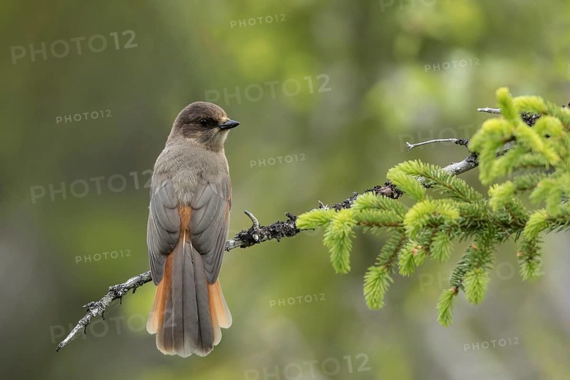 Siberian Jay (Perisoreus infaustus), Dalarna, Sweden