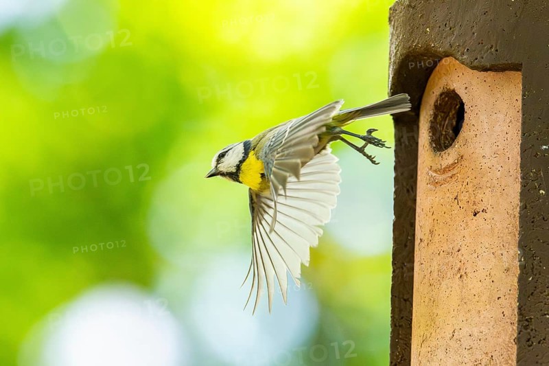 Eurasian blue tit (Cyanistes caeruleus) flying away from a bird house, Bavaria, Germany