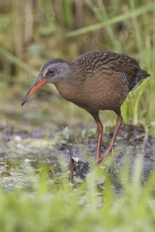 Virginia Rail (Rallus limicola), Ontario, Canada