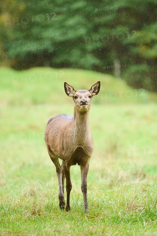 Red deer (Cervus elaphus) hind walking on a meadow, Bavaria, Germany