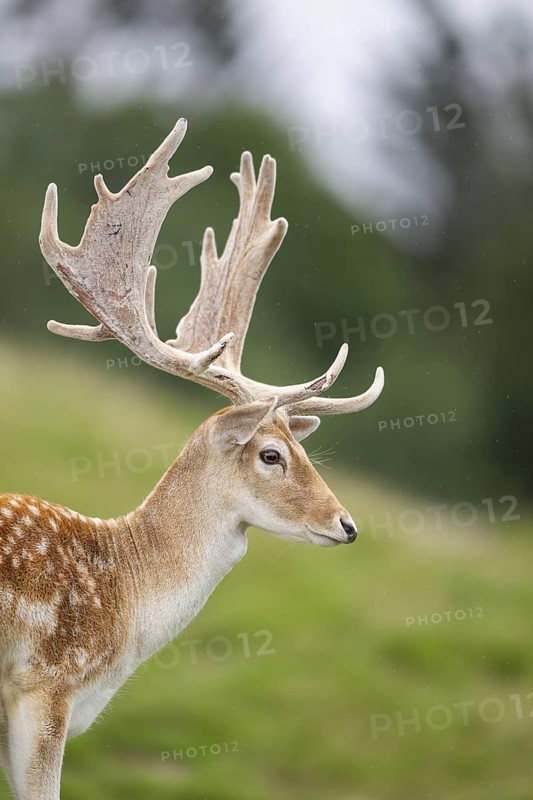 European fallow deer (Dama dama) stag, portrait, tirol, Kitzbühel, Wildpark Aurach, Austria