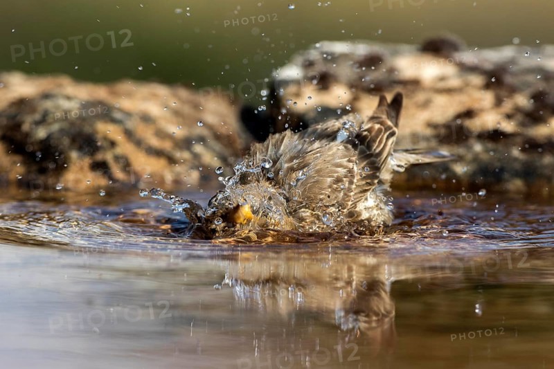 Rock Sparrow (Petronia petronia) bathing, Castile and Leon, Spain