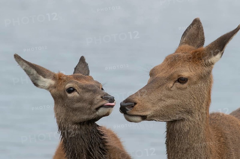 Red deer (Cervus elaphus) adult female parent mother animal and juvenile fawn interacting together, England, United Kingdom