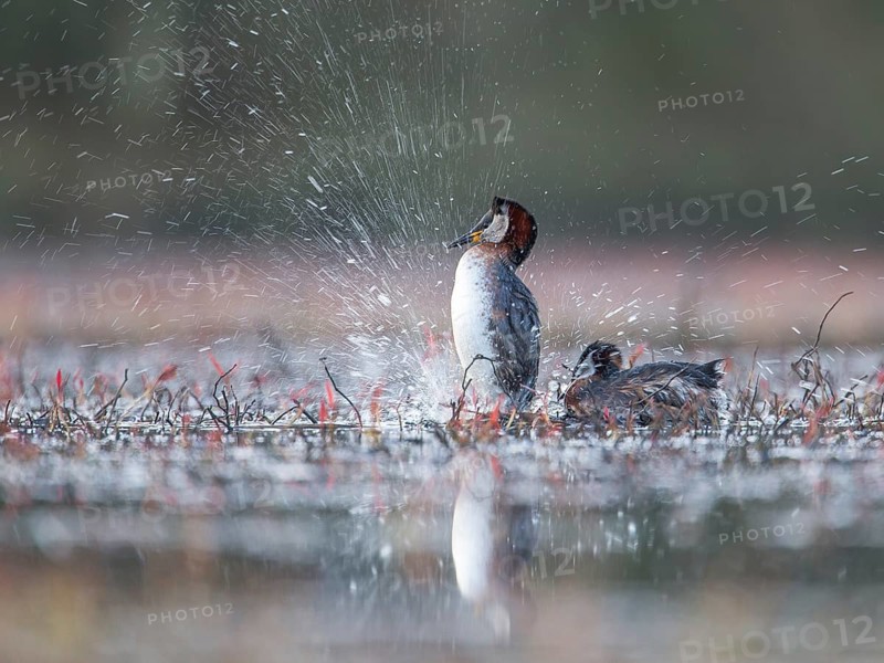 Red-necked Grebe (Podiceps grisegena) pair, Mecklenburg-Western Pomerania, Germany