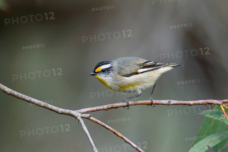 Striated Pardalote (Pardalotus striatus substriatus), Victoria, Australia