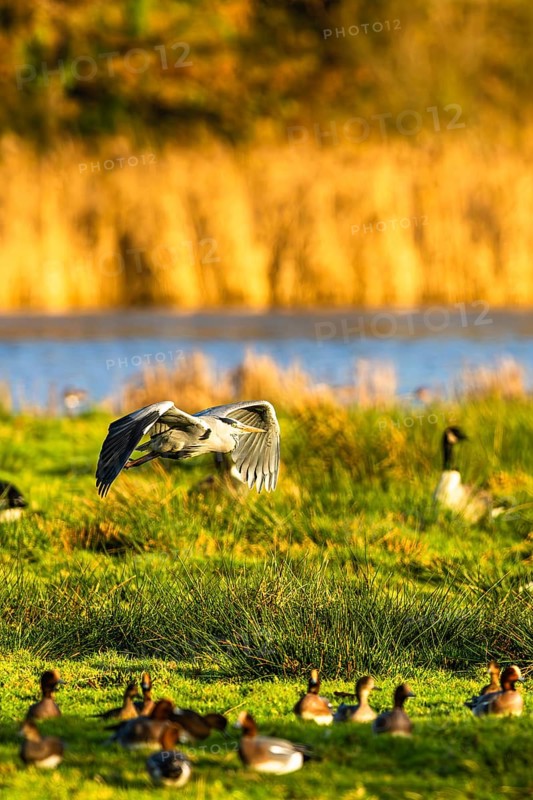 Grey Heron, Ardea cinerea, bird in winter on marshes in winter soft morning light