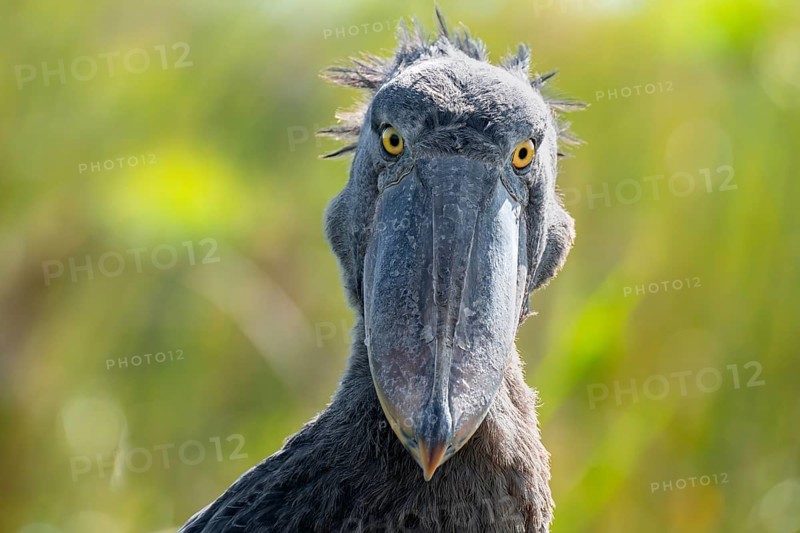 Shoebill (Balaeniceps rex), juvenile, animal portrait, swamps of Mabamba, Lake Victoria, Uganda