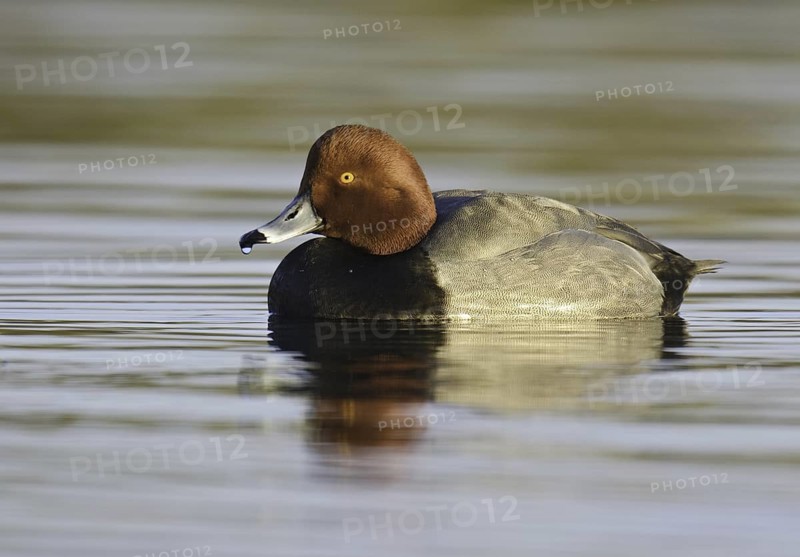 Redhead (Aythya americana) male, Arizona, USA