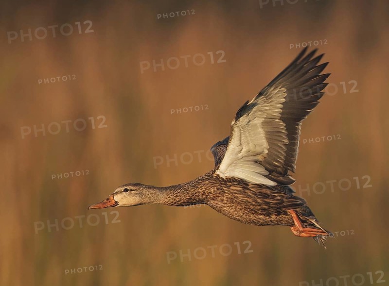 Mottled Duck (Anas fulvigula) male flying, Florida, USA