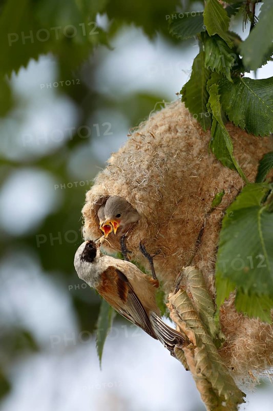 Eurasian Penduline Tit (Remiz pendulinus) female feeds chicks in nest, Saxony-Anhalt, Germany