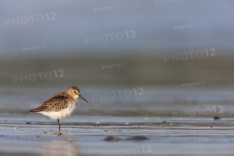 Dunlin (Calidris alpina), Schleswig-Holstein, Germany