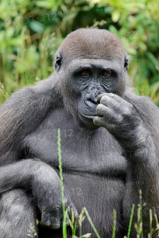 Western lowland gorilla (Gorilla gorilla gorilla), juvenile, captive, native to Africa