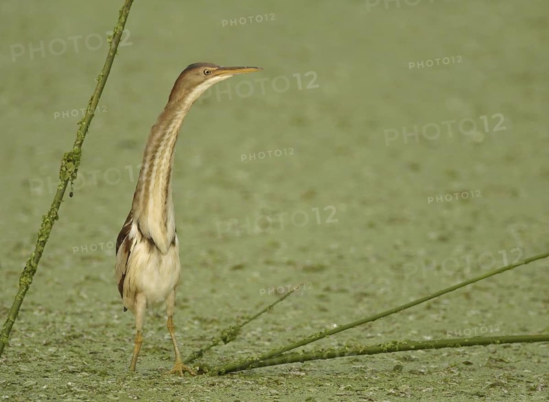 Least Bittern (Ixobrychus exilis), Florida, USA