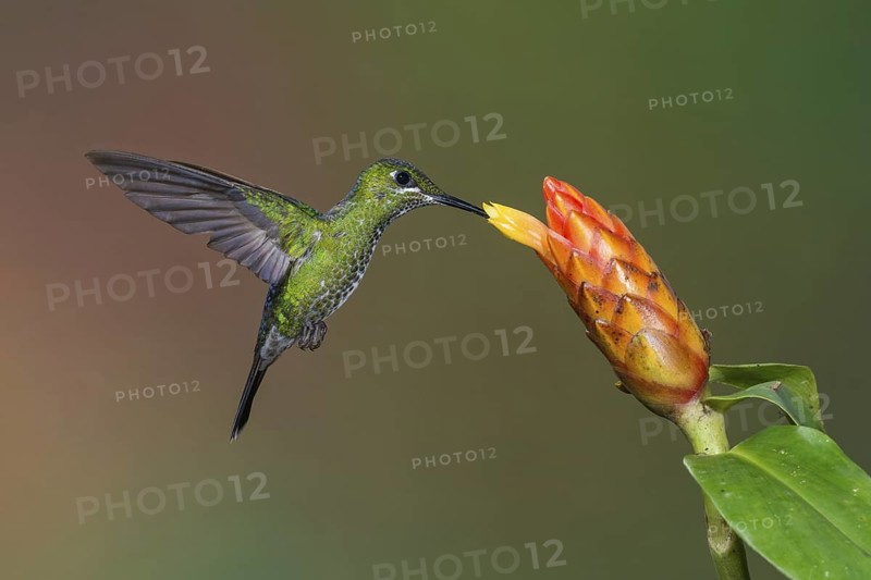 Green-crowned Brilliant (Heliodoxa jacula), Costa Rica