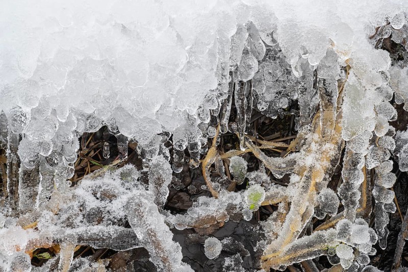 Iced reed stalks, Åre, Jämtland, Sweden, October 2021