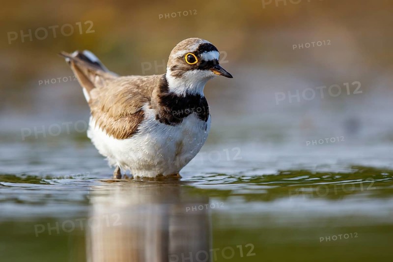 Little Ringed Plover (Charadrius dubius), North Rhine-Westphalia, Germany