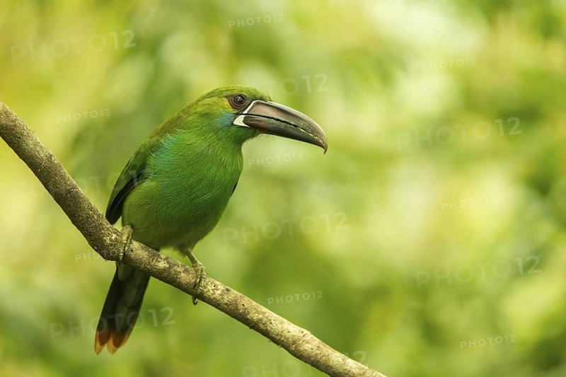 Crimson-rumped Toucanet (Aulacorhynchus haematopygus) perched on a branch, Mindo, Ecuador