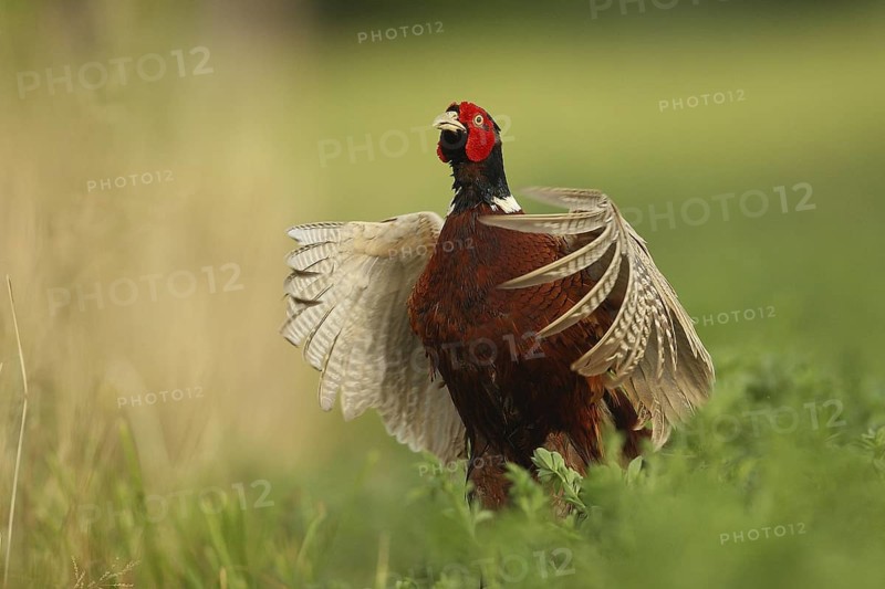 Common Pheasant (Phasianus colchicus) male displaying, Lombardy, Italy