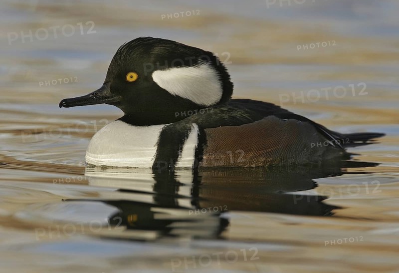 Hooded Merganser (Lophodytes cucullatus) male, New Mexico, USA