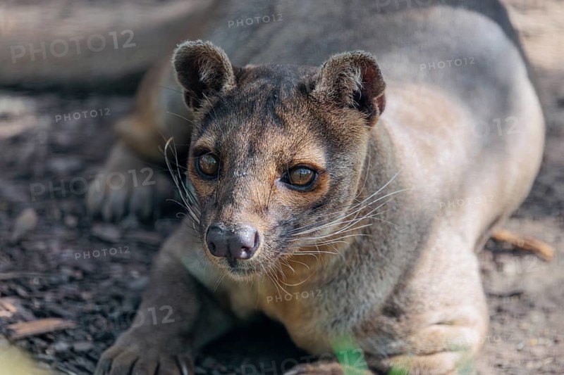 A fossa (Cryptoprocta ferox) rests on the forest floor of a dry forest. Forest habitats in Madagascar