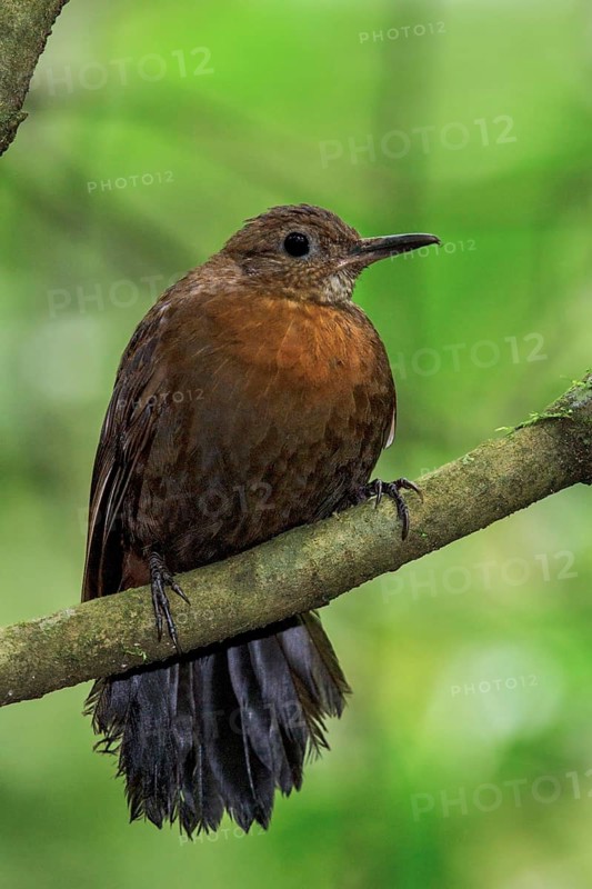 Rufous-breasted Leaftosser (Sclerurus scansor) perched on a branch in the Atlantic rainforest of southeast Brazil