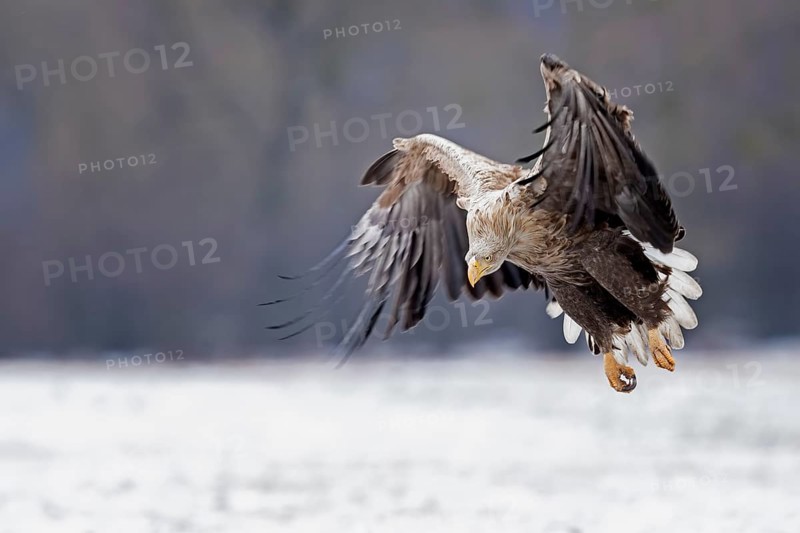 White-tailed Eagle (Haliaeetus albicilla) landing, Poland