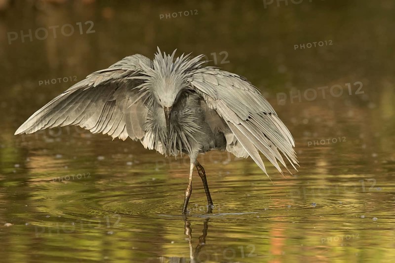 Black Heron (Egretta ardesiaca) foraging, Gambia