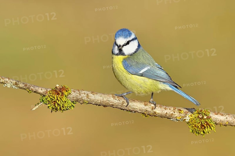 Blue tit (Parus caeruleus), sitting on a branch covered with moss, Wilnsdorf, North Rhine-Westphalia, Germany