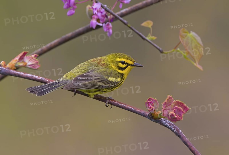 Prairie Warbler, male