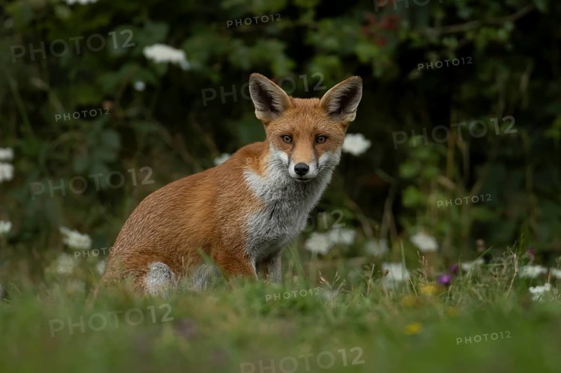 Red fox (Vulpes vulpes) adult animal amongst wildflowers in countryside grassland in summer, England, United Kingdom
