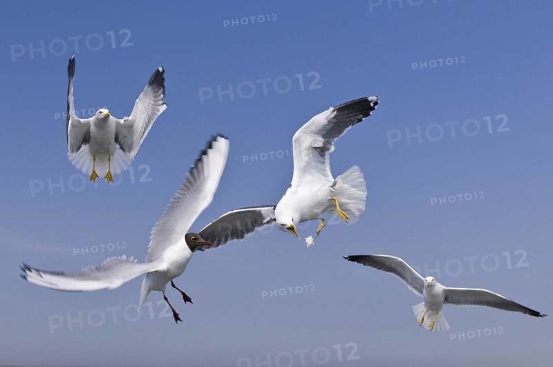 Lesser Black-backed Gull (Larus fuscus) flying, Texel, Netherlands