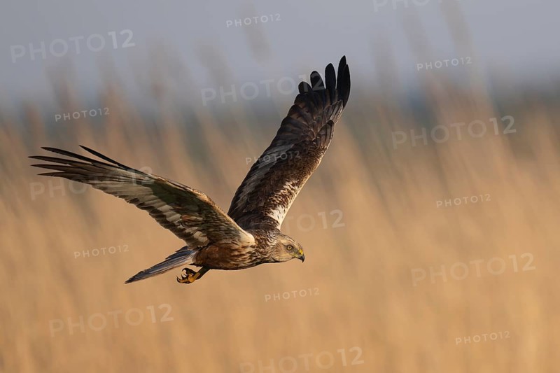 Marsh harrier (Circus aeruginosus), Texel, Netherlands