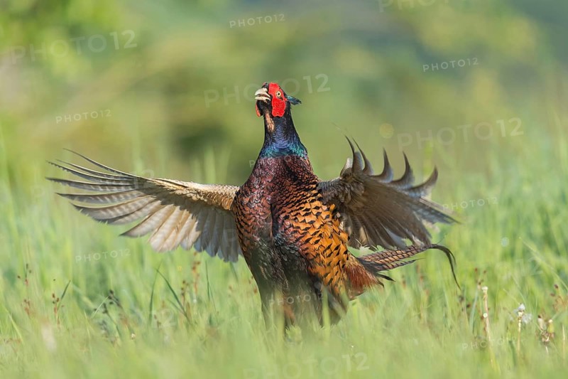 Fasan (Phasianus colchicus) Common Pheasant