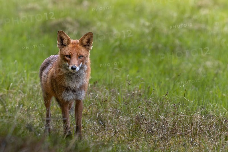 The red fox (Vulpes vulpes) is less than 10 metres away from me but does not spot me, an example of the importance of good camouflage, hunting, attracting, June, Denmark