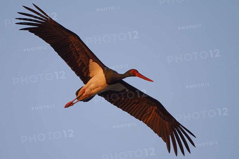 Black Stork (Ciconia nigra) flying, Greece