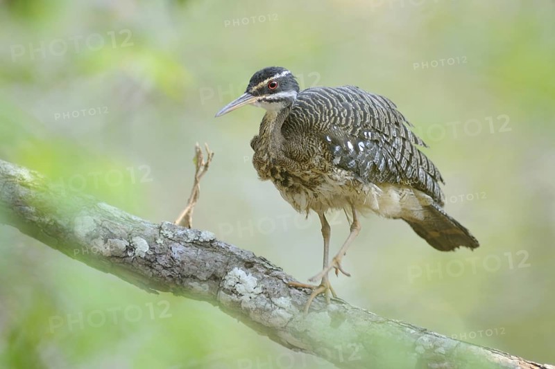 Sunbittern (Eurypyga helias), Pantanal, Brazil