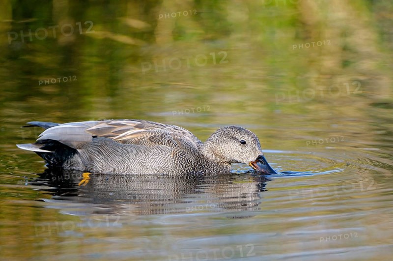 Schnatterente (Anas strepera), Gadwall, gruendelnder Erpel, Altvogel, April, Krickenbecker Seen, Nordrhein-Westfalen, Deutschland