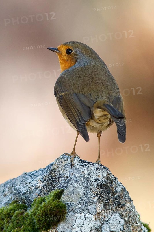 European Robin (Erithacus rubecula), perched on a stone, Galicia, Spain