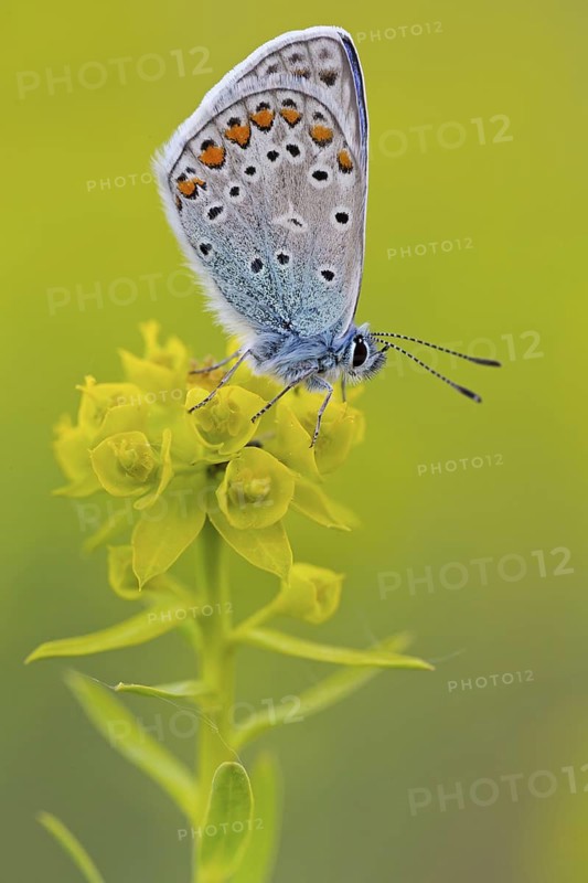 Blue butterfly, (Polyommatus icarus), Common blue, butterfly, butterfly, moth, insect, macro, butterfly, Viernheimer Heide, Viernheim, Hesse, Federal Republic of Germany
