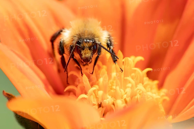 Common carder bumblebee (Bombus pascuorum) adult bee insect feeding on a garden Mexican sunflower (Tithonia spp) flower in summer, England, United Kingdom