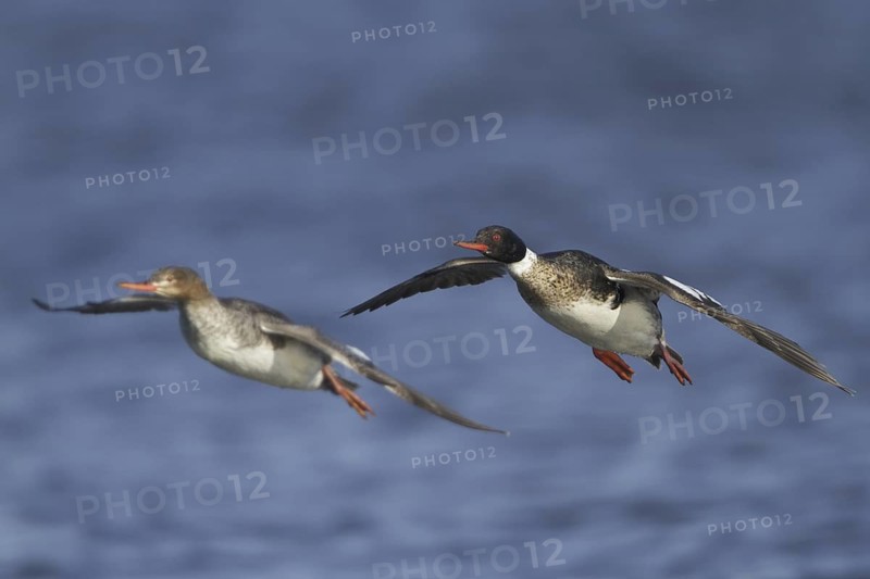 Red-breasted Merganser (Mergus serrator) flying, Manitoba, Canada