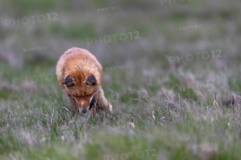 Highly concentrated, the red fox (Vulpes vulpes) listens into the grass, what might it perceive with its fine hearing, marked by life, injury to the lip, rearing young, May, Denmark