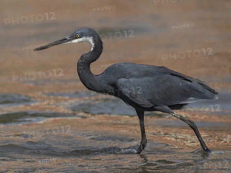 Western Reef Heron (Egretta gularis) foraging, Gambia