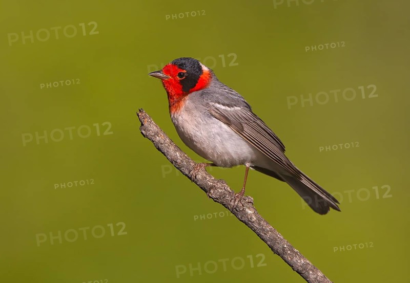 Red-faced Warbler (Cardellina rubrifrons), Arizona, USA