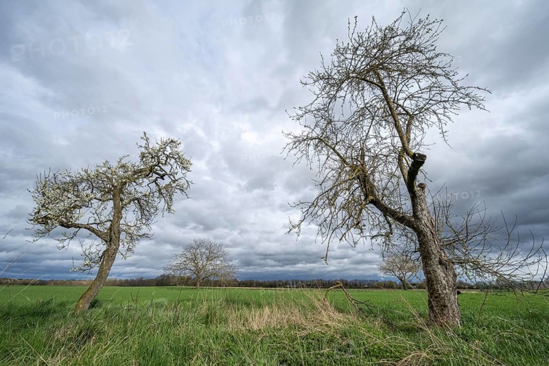 In a green field, there are two trees under a cloudy sky. The weather seems to be cool and the light wind is blowing through the branches. Bas Rhin, Alsace, France