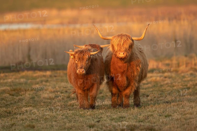Highland cow or cattle (Bos taurus taurus) adult and juvenile farm animals standing on marshland, England, United Kingdom