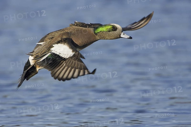 American Wigeon (Mareca americana) male flying, British Columbia, Canada