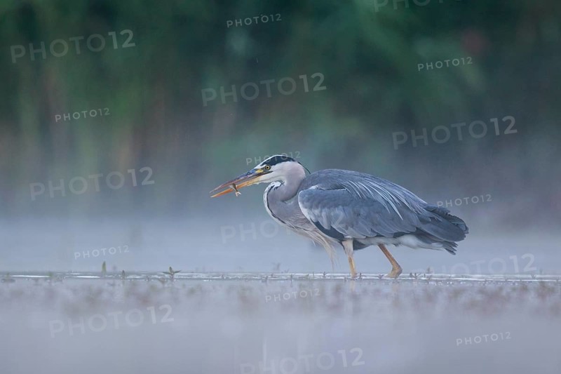 Grey Heron (Ardea cinerea) foraging in swallow water on foggy morning, North Rhine-Westphalia, Germany